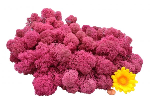 Muwse Islandmoos Veilchen Pink 100 g Basteln Wandbilder Dekoration Gestalten